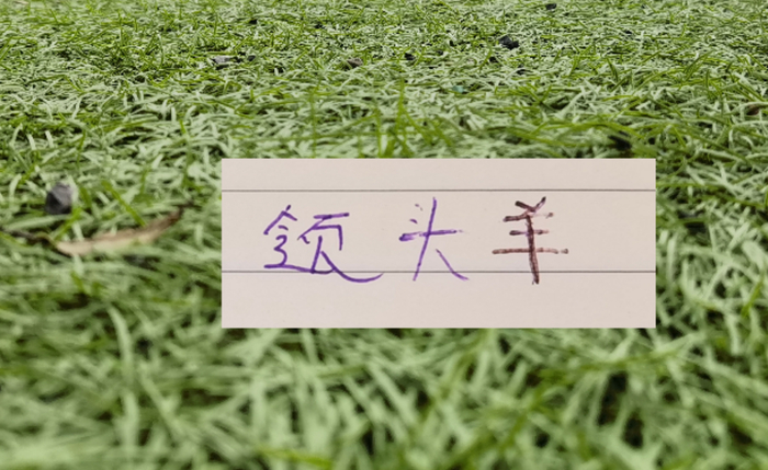 中超11轮过后，成都蓉城依然不败，海港只比降级区多3分